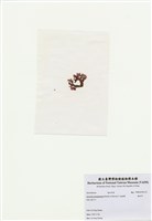 藏品(海木耳)的圖片